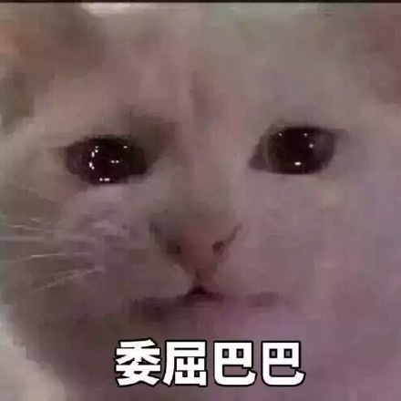 猫咪委屈表情包合集