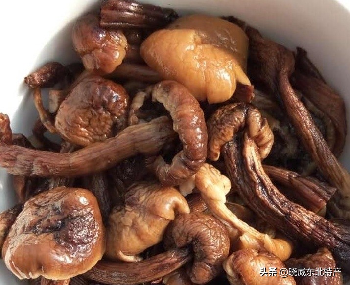 东北榛蘑的营养价值？榛蘑怎么吃？如何分辨优质的榛蘑？