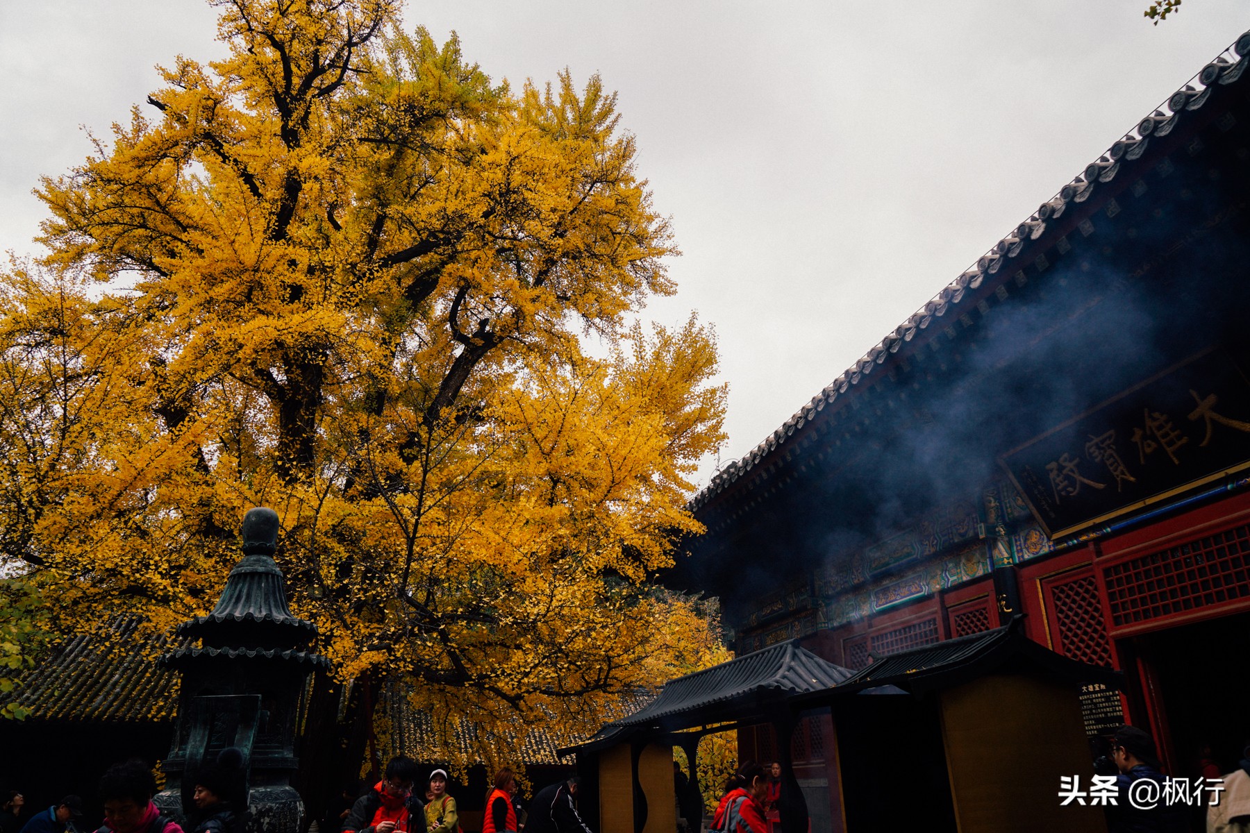 再有半个月，北京将迎来最美的季节，12个银杏宝藏地，附机位攻略