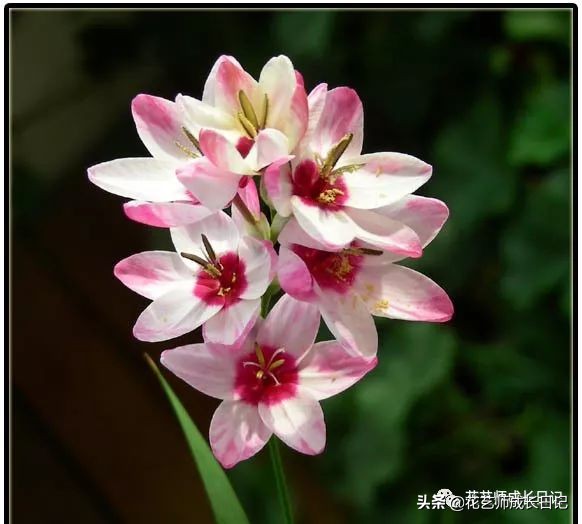 白百合花语是什么(不同颜色百合花的花语大全)