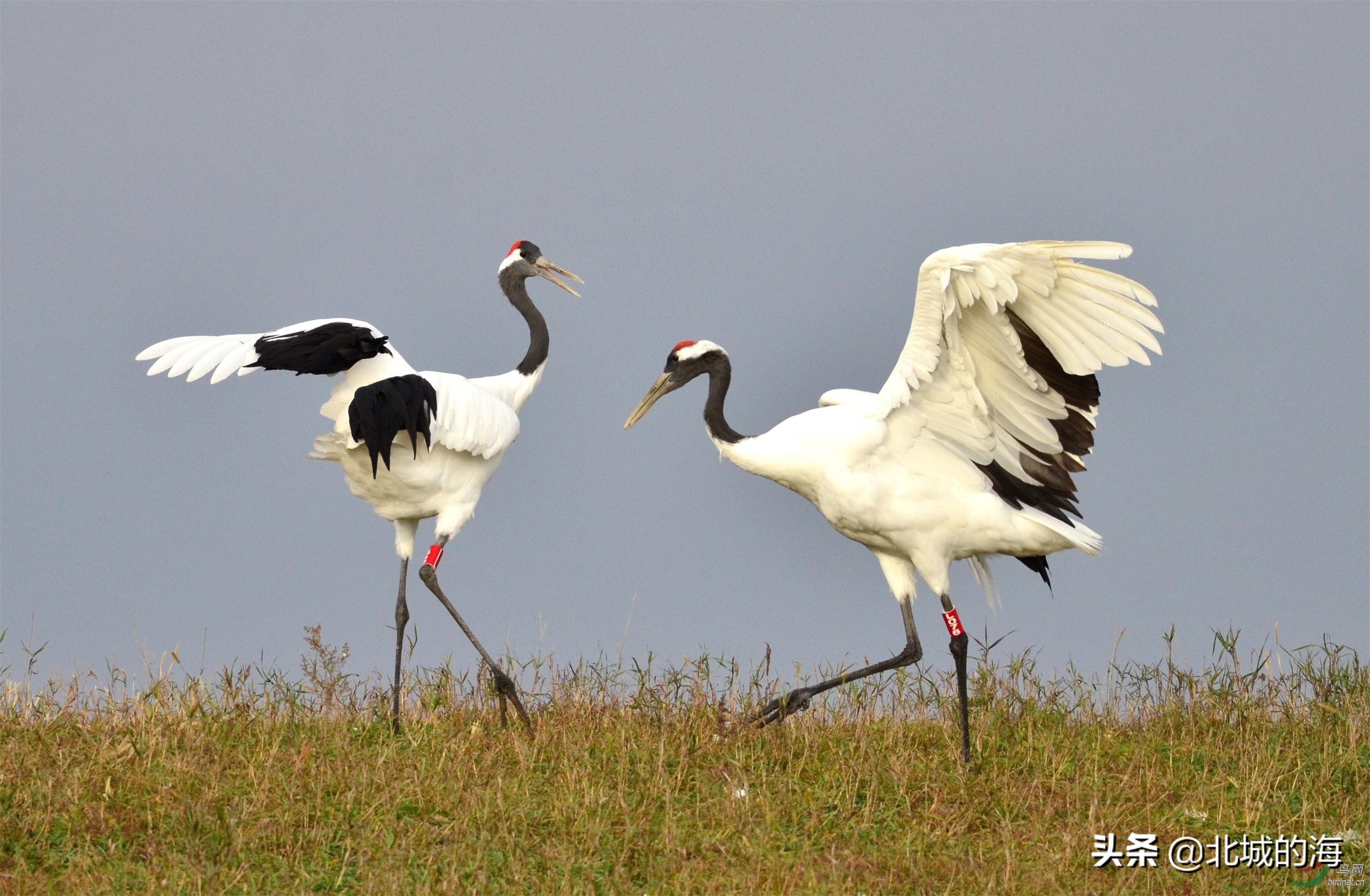 有很多动物濒临灭绝,这些濒临灭绝的野生动物也被列为国家一级保护