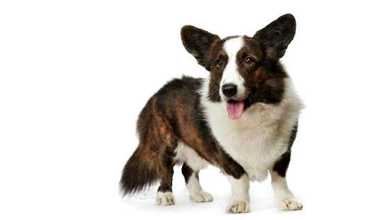 想养柯基犬？先了解清楚了，再养也不迟