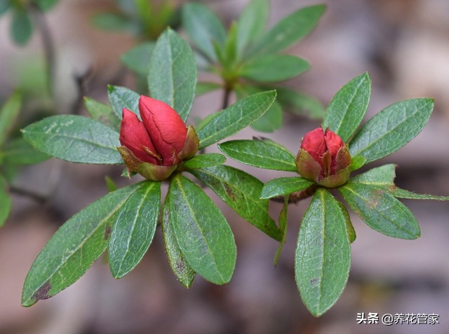 杜鹃花花期什么时候（盘点杜鹃的四大品种及代表品种）