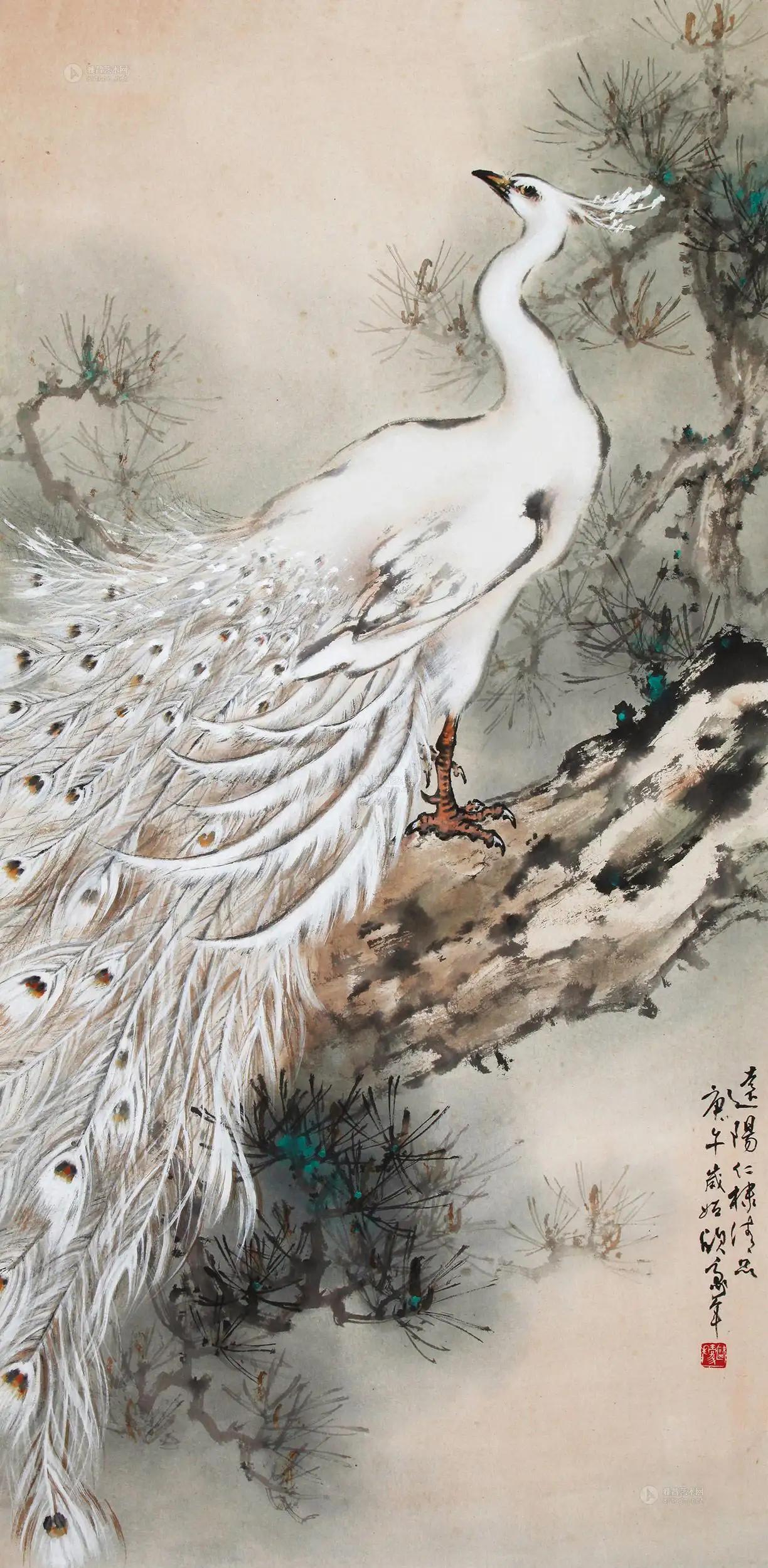 孔雀东南飞！高贵、冷艳的白孔雀