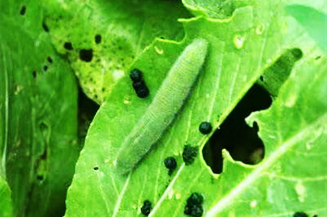 油菜虫害菜青虫图片图片