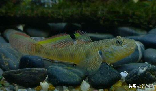 溪流裡池塘裡常抓到的這小魚,如今是養魚大神手裡的原生觀賞魚