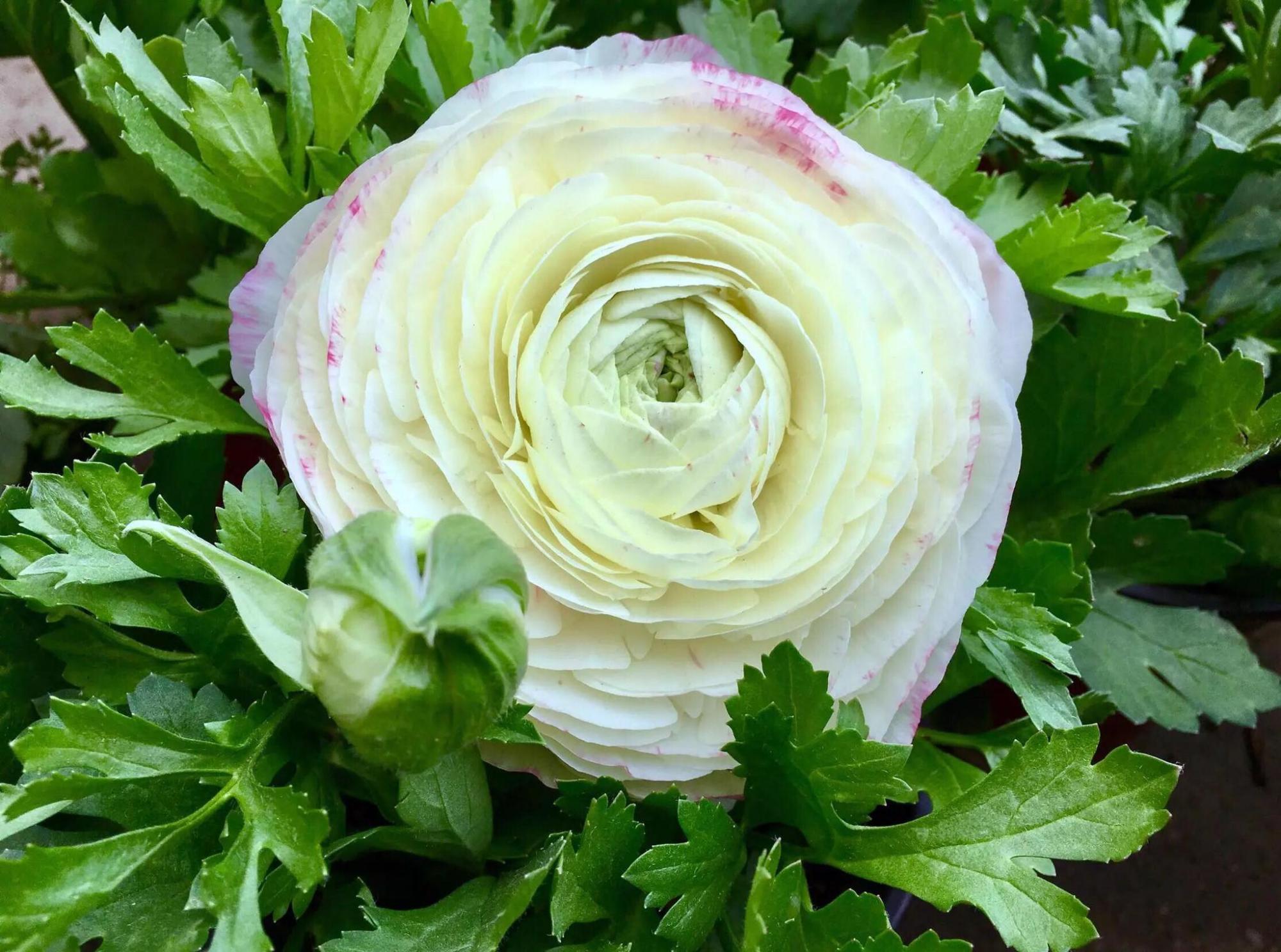 花朵很像牡丹花,别名洋牡丹,花毛茛养护的几个知识点