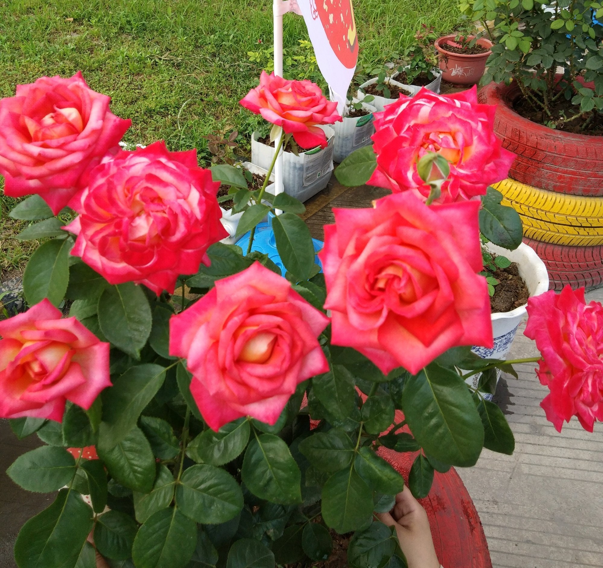 五月养花,养棵"彩云"吧,花美若牡丹,皮实好养活,四季有花看