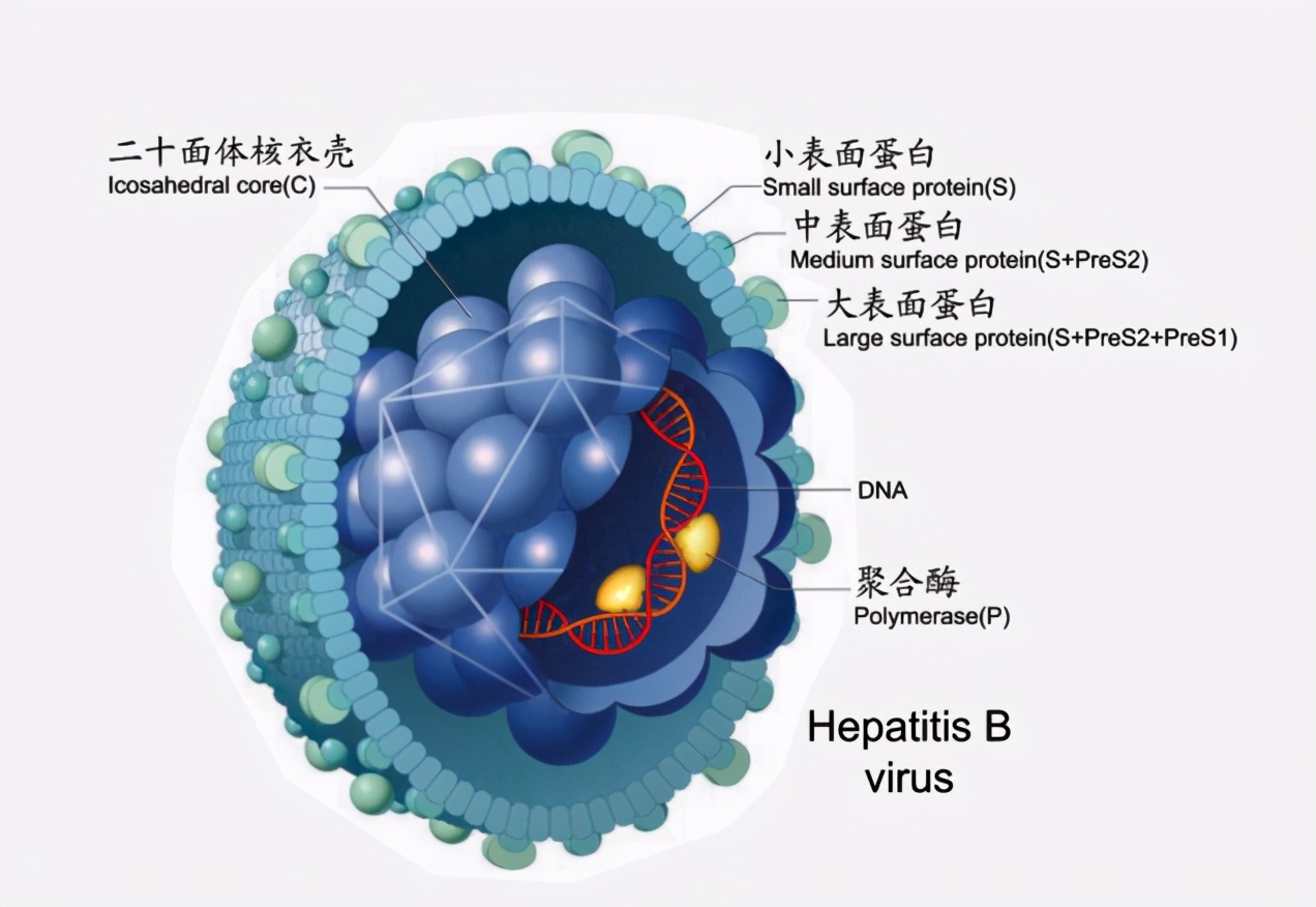 乙肝能不能转阴？怎么看乙肝的抽血检查报告？医生：牢记两对半