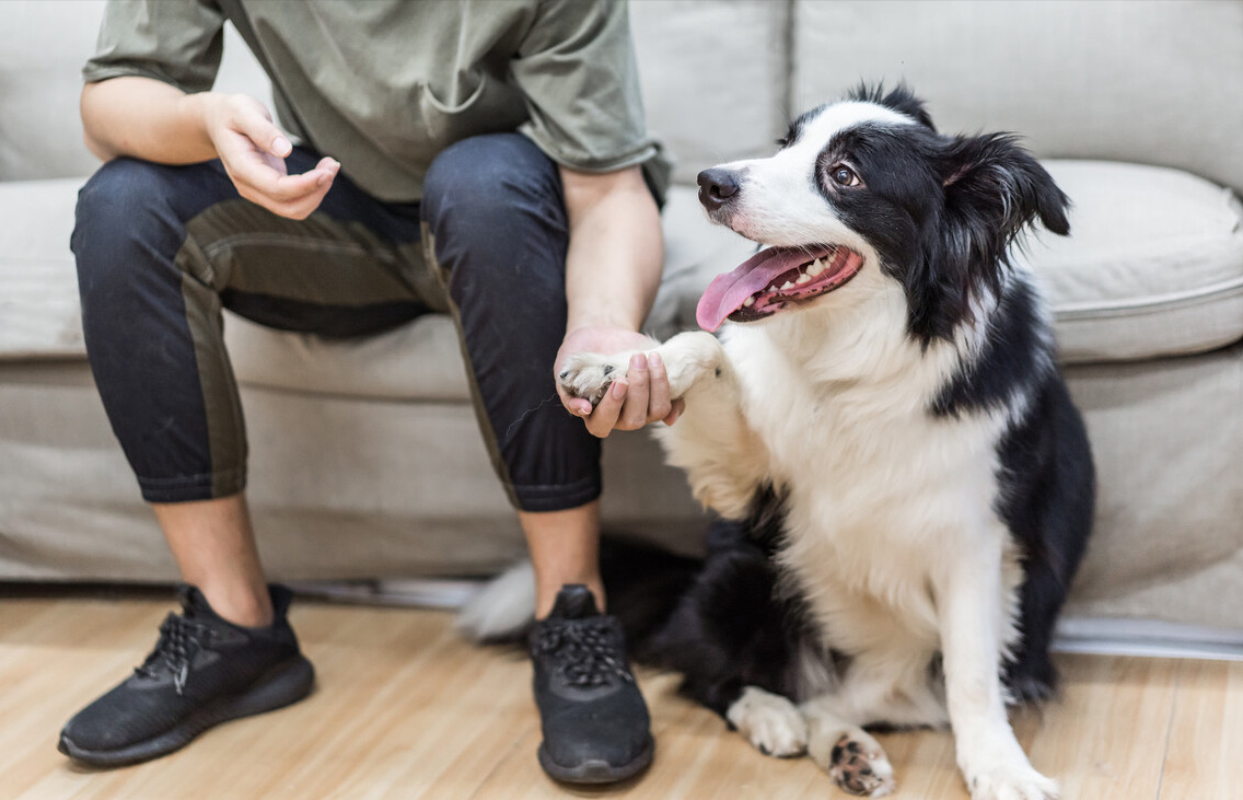 最聪明的边牧犬，你了解它们吗？