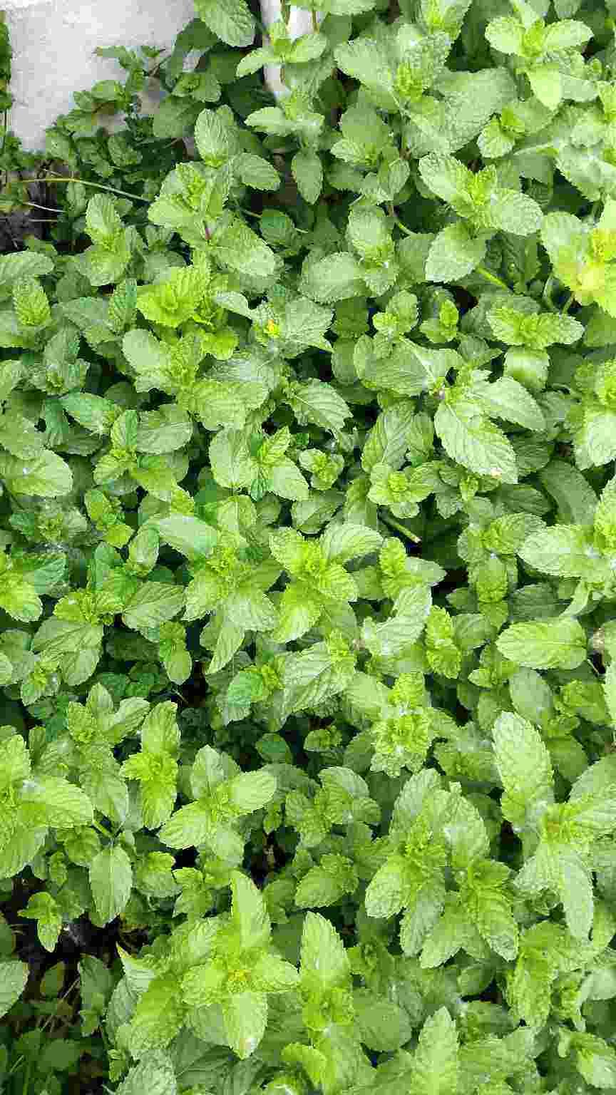 屋里养盆龟背竹,温度降5℃,清爽又凉快