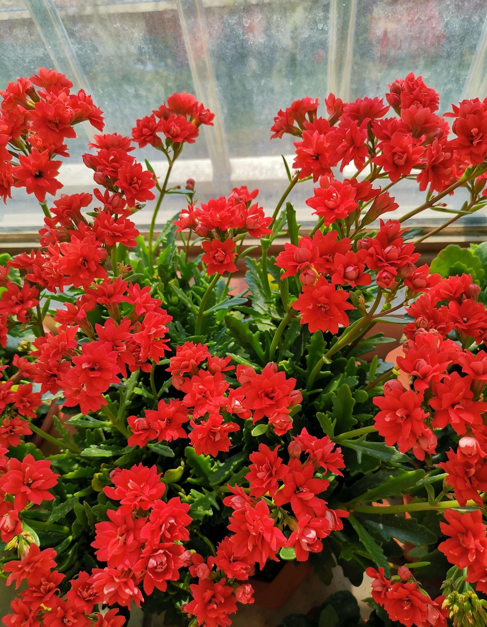 阳台养花,养棵"红宝石"吧,漂亮又喜庆,三季花开,冬天也灿烂