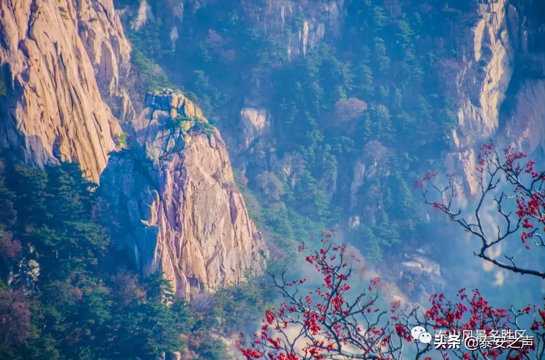 深秋泰山：一年好景君须记，最是橙黄橘绿时