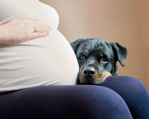 孕期便秘问题这么常见，该怎么改善和预防呢？