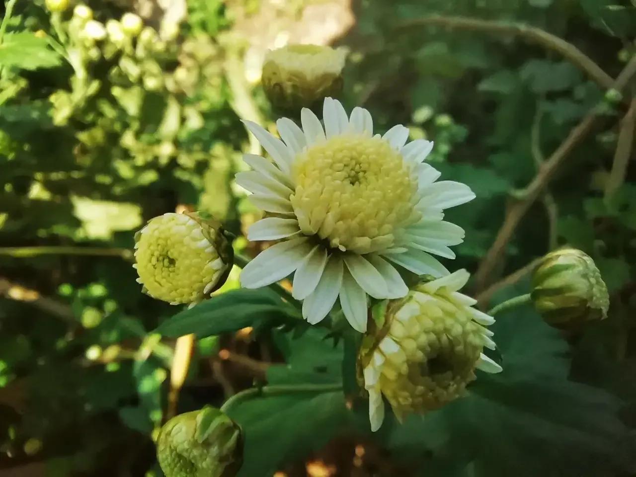 人淡如菊，心素如简