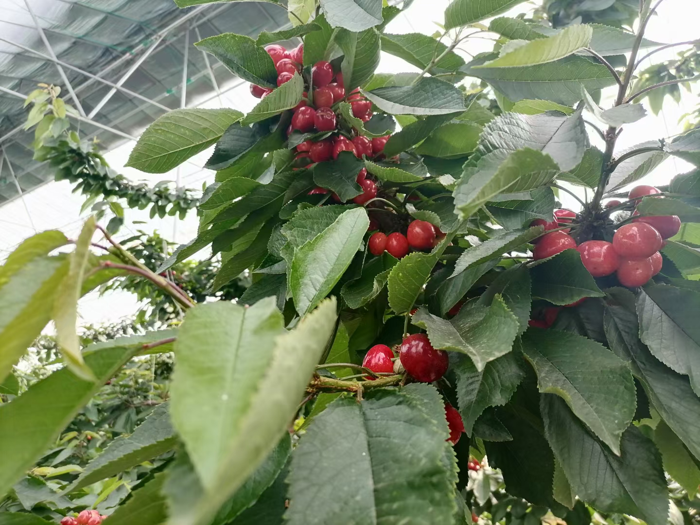 价格"离谱"的国产温室大樱桃,与进口车厘子的区别有多大?