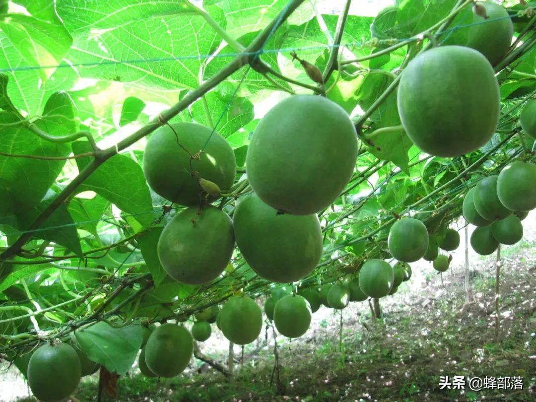 农村种植药材（农村药材种植项目选择推荐）