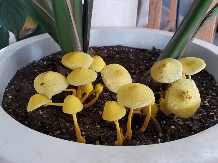 霉菌是真菌还是细菌（几种方法清除都不用买杀菌剂）