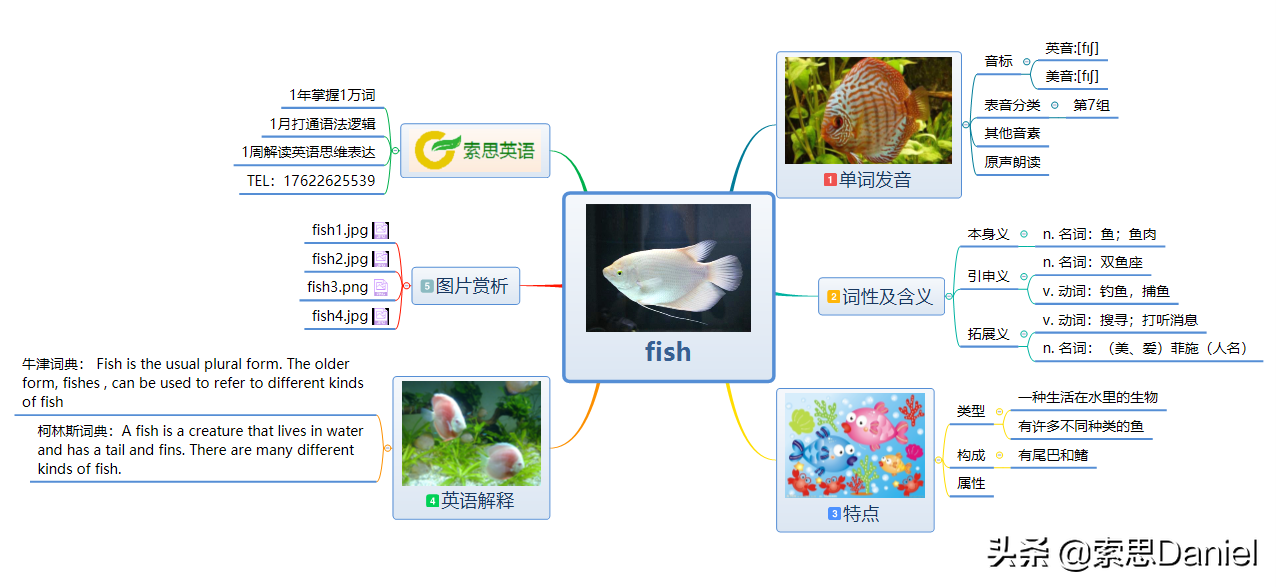鱼的英语单词读音解析：如何正确发音鱼类名称