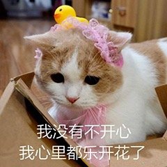 猫咪表情包合集你这是想干嘛呀？