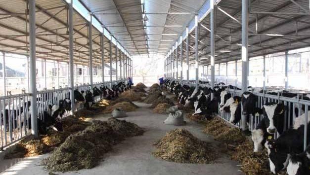 漂泊累了就回家！回农村创业如何选择项目，这四种值得考虑