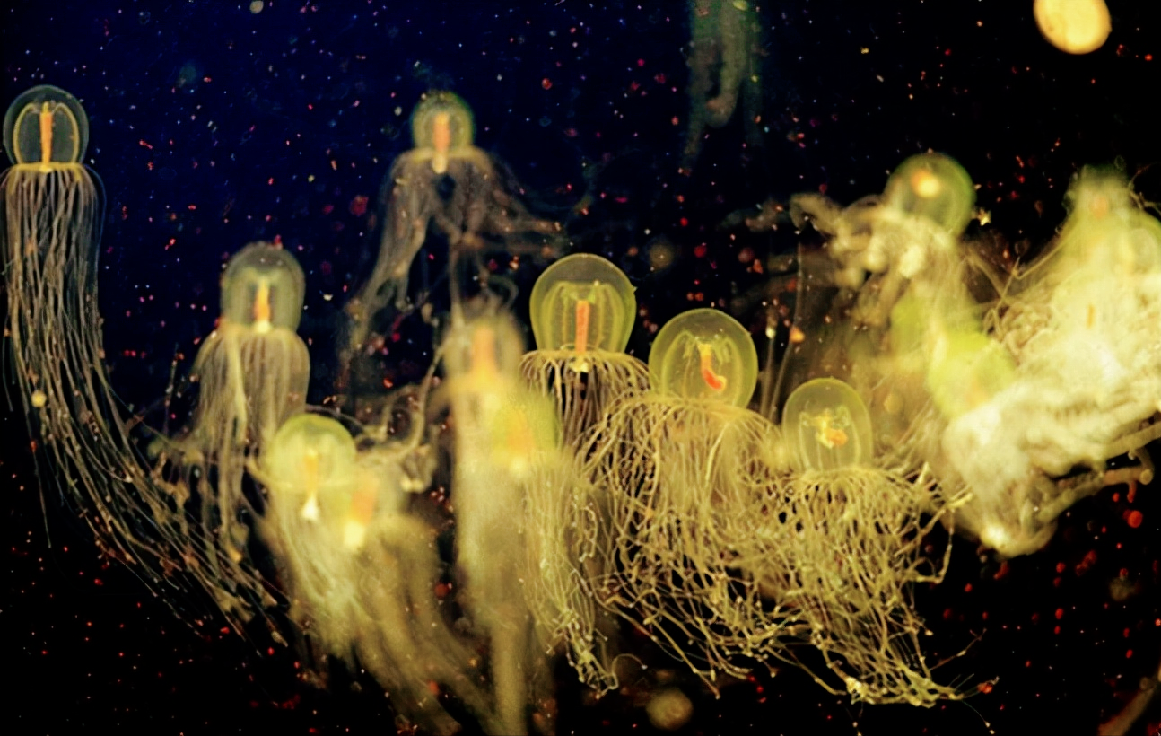 经过科学家研究发现,成年后的灯塔水母具有一项非常厉害的能力,如果