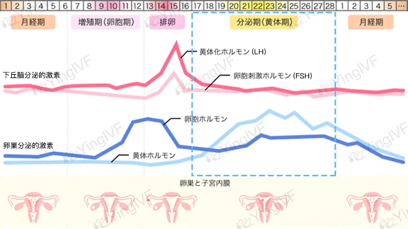 试管婴儿促排卵,4类药物和六种方案总结