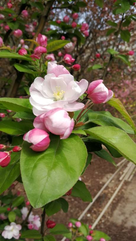 常见的海棠，开花后像“美人”，颜值一个比一个高