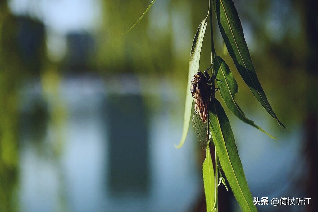 蟬鳴一夏,無問西東