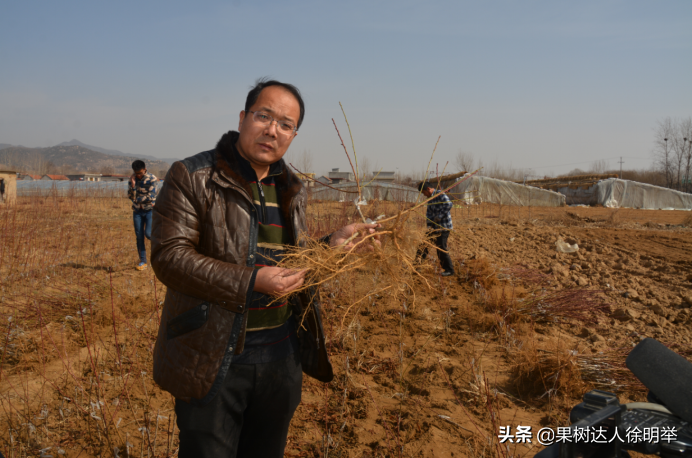 买卖栽植桃苗，有些术语和名词学习好了有帮助，精品图说来了