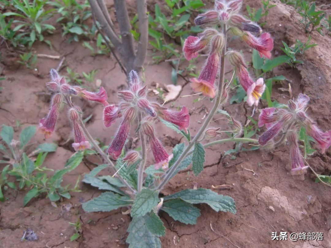 农村种植药材（农村药材种植项目选择推荐）