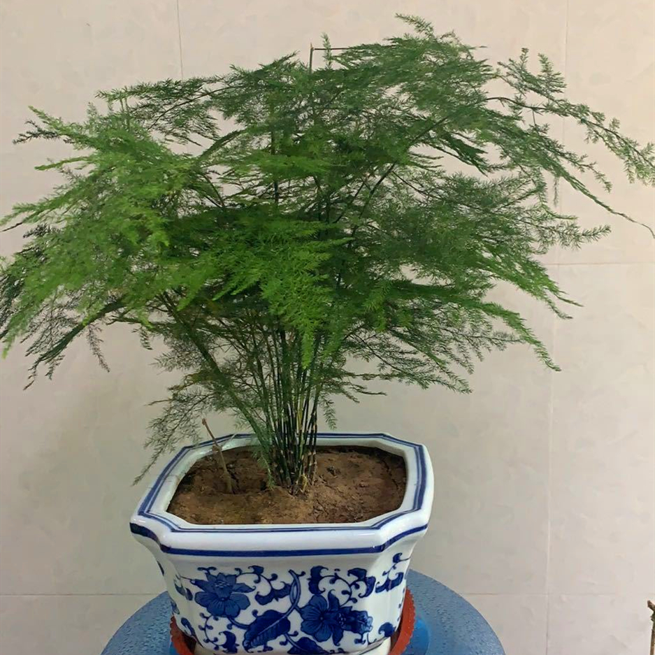 家里养文竹有风水禁忌养文竹摆放的3个禁忌详解