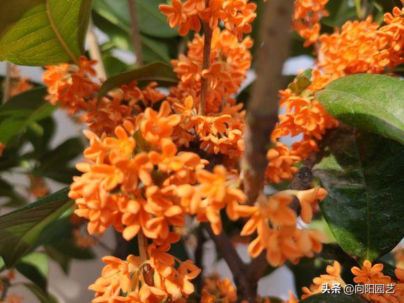 金秋季节养“桂花”,学几个小妙招,枝繁叶茂,花期延长一个月
