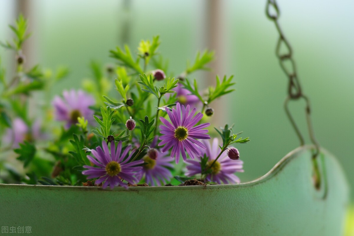 哪些草花特别耐开？这10种的确值得拥有，开300天问题不大