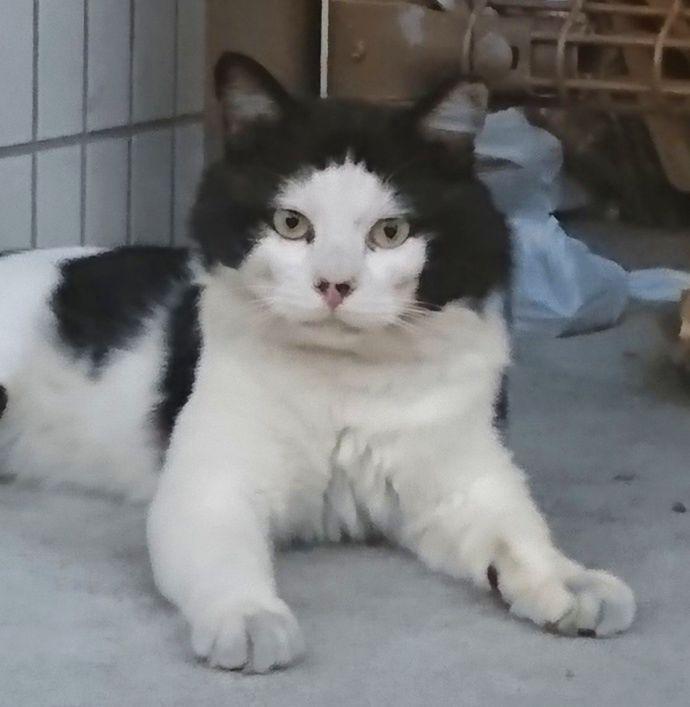 什么是八字脸 什么叫八字脸猫 - 时代开运网