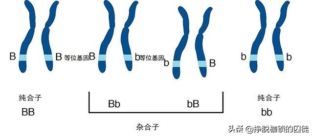 近亲为什么不能结婚？近亲结婚的危害有哪些-第9张图片