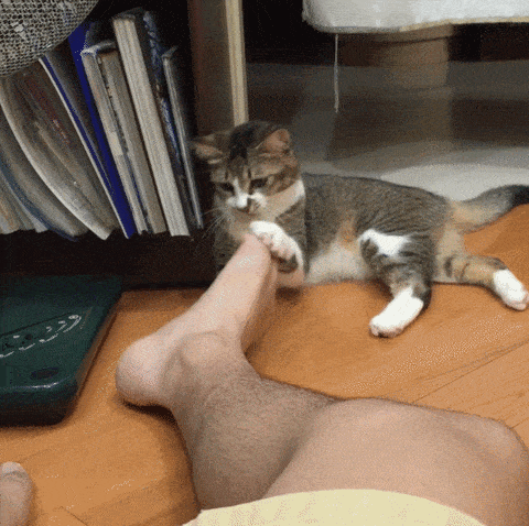 猫咪为啥沉迷吸鞋？这样会传染脚气吗？