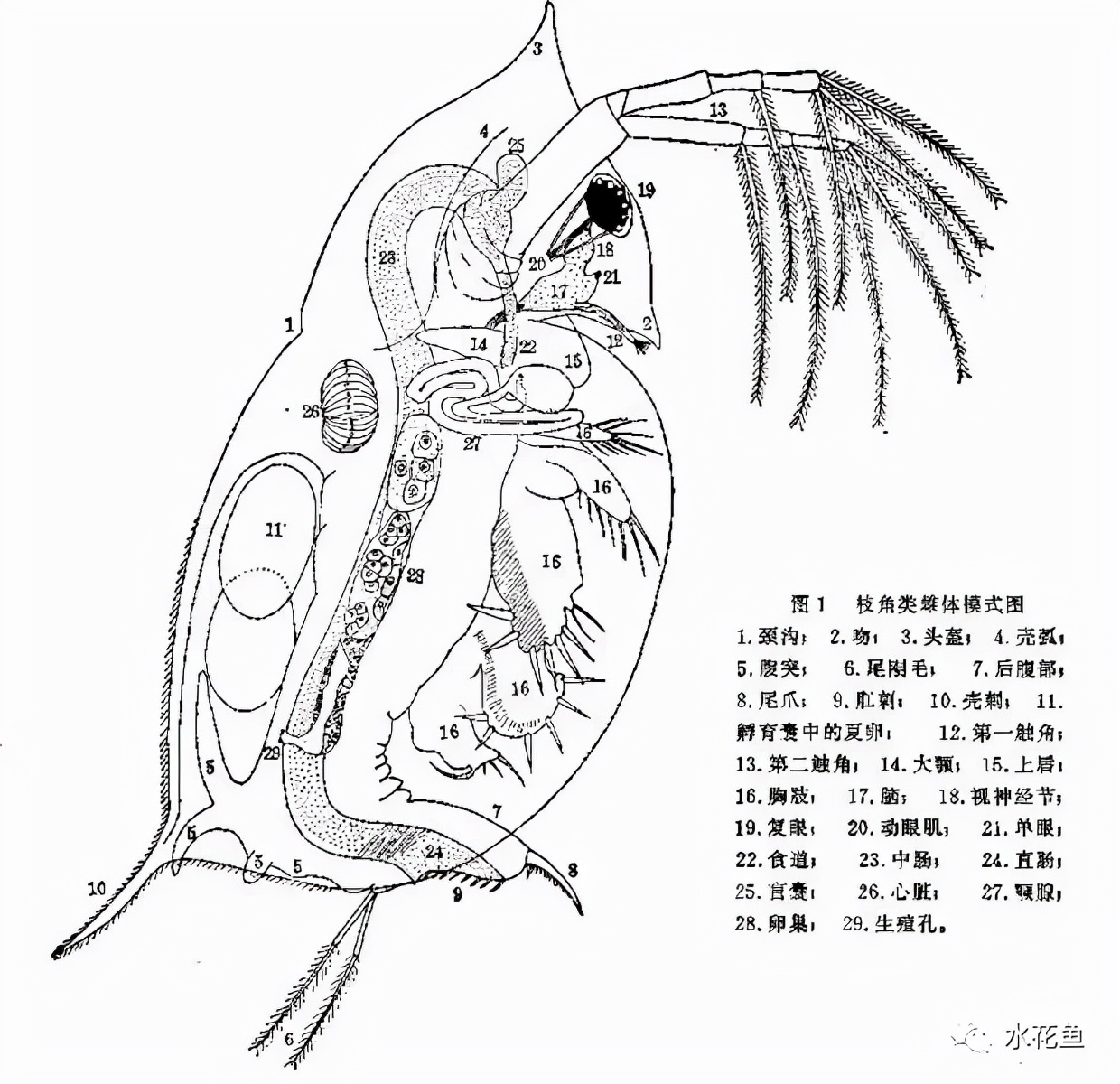 食藻蟲(chóng)與枝角類(lèi)：說(shuō)一說(shuō)水生態(tài)修復(fù)的神奇工具——食藻蟲(chóng)