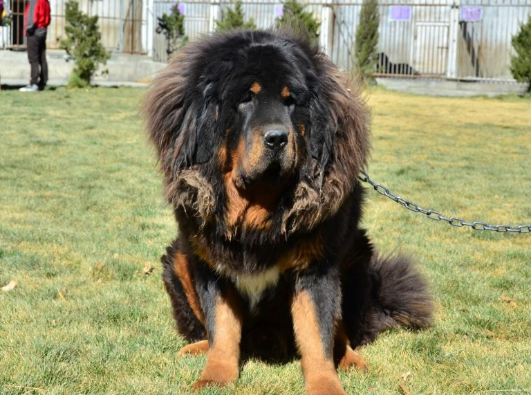 高加索犬图片价格(这6种狗狗) - 赤虎壹号