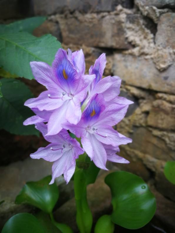 3种花要慎养，一旦扎根，很难清除