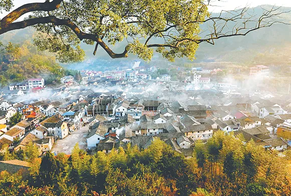 巨峰葡萄的產地,巨峰葡萄的產地在哪里