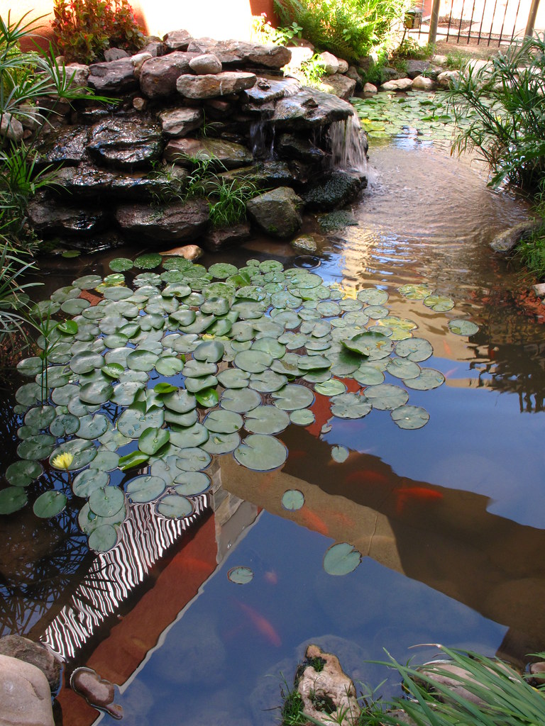 鱼池里的中国红，这样的庭院是不是爱了