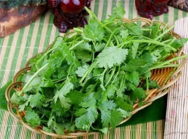 撒上种子就能长？其实种植香菜也有技术问题