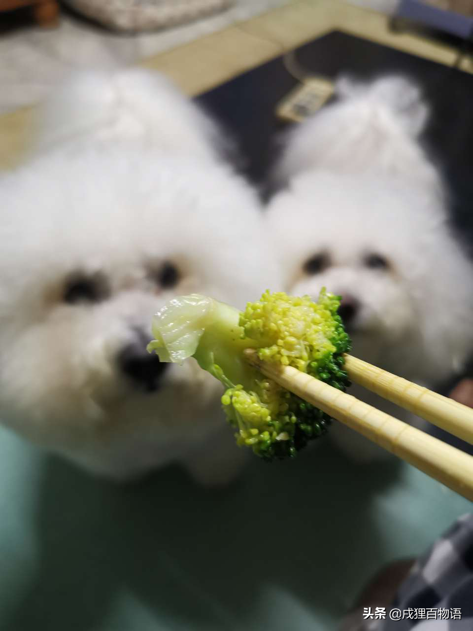 【寵物宅設計情報分享】疫情期寵物宅在家，小心便秘、皮膚問題找上門