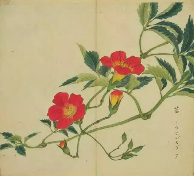 《诗经》太熟悉了吧,但《诗经》里的这些字,你认识吗?