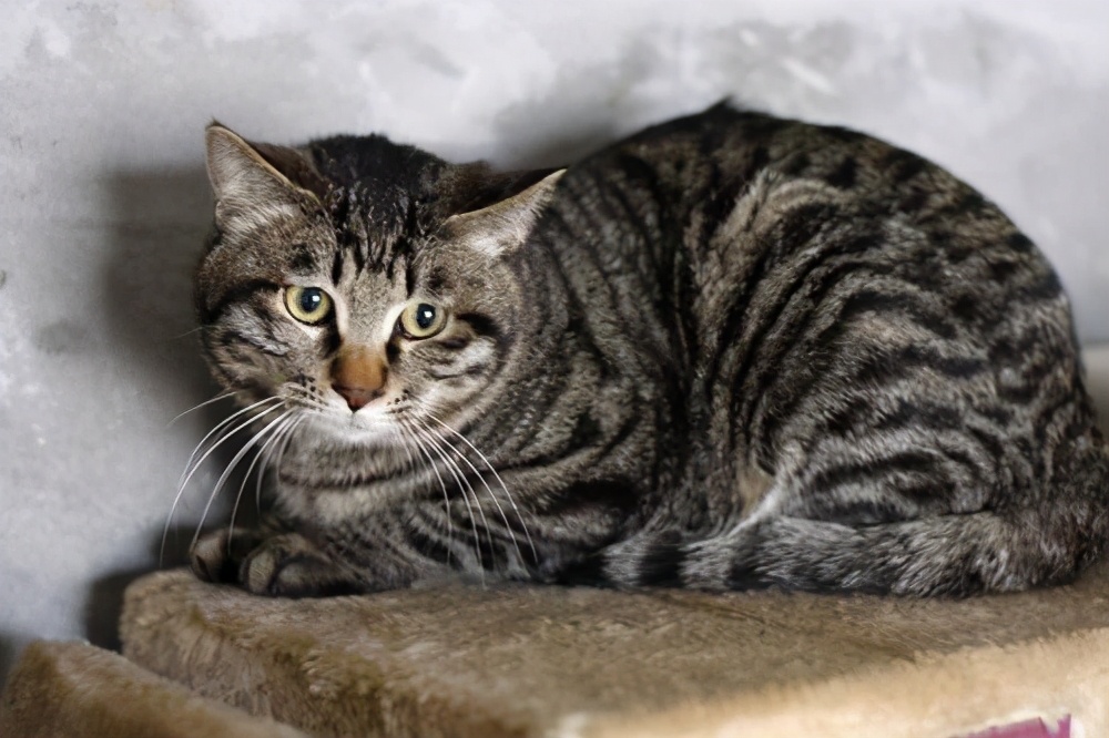 狸花猫多少钱 为什么养猫改命-诚智百科网