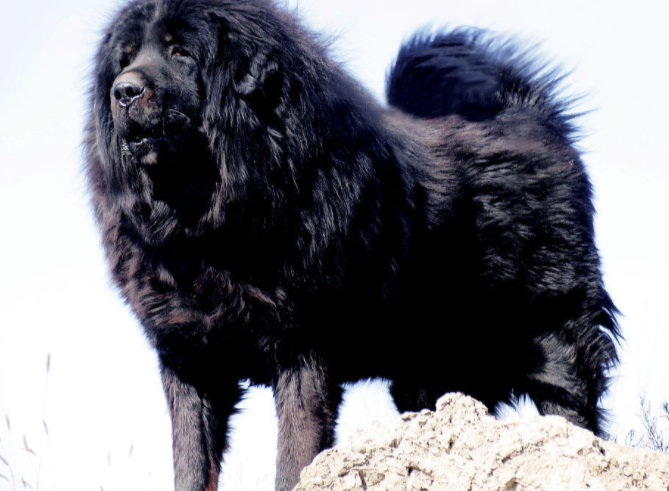 虽然你可能一辈子不养藏獒,但你要知道它凭什么称为中国"狗王"