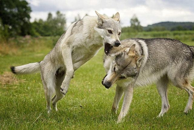 惡霸犬哪種體型最貴,惡霸犬體重