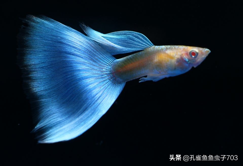 别人养的孔雀鱼4个月都能繁殖了,而我养的6个月了,还这么小啊?