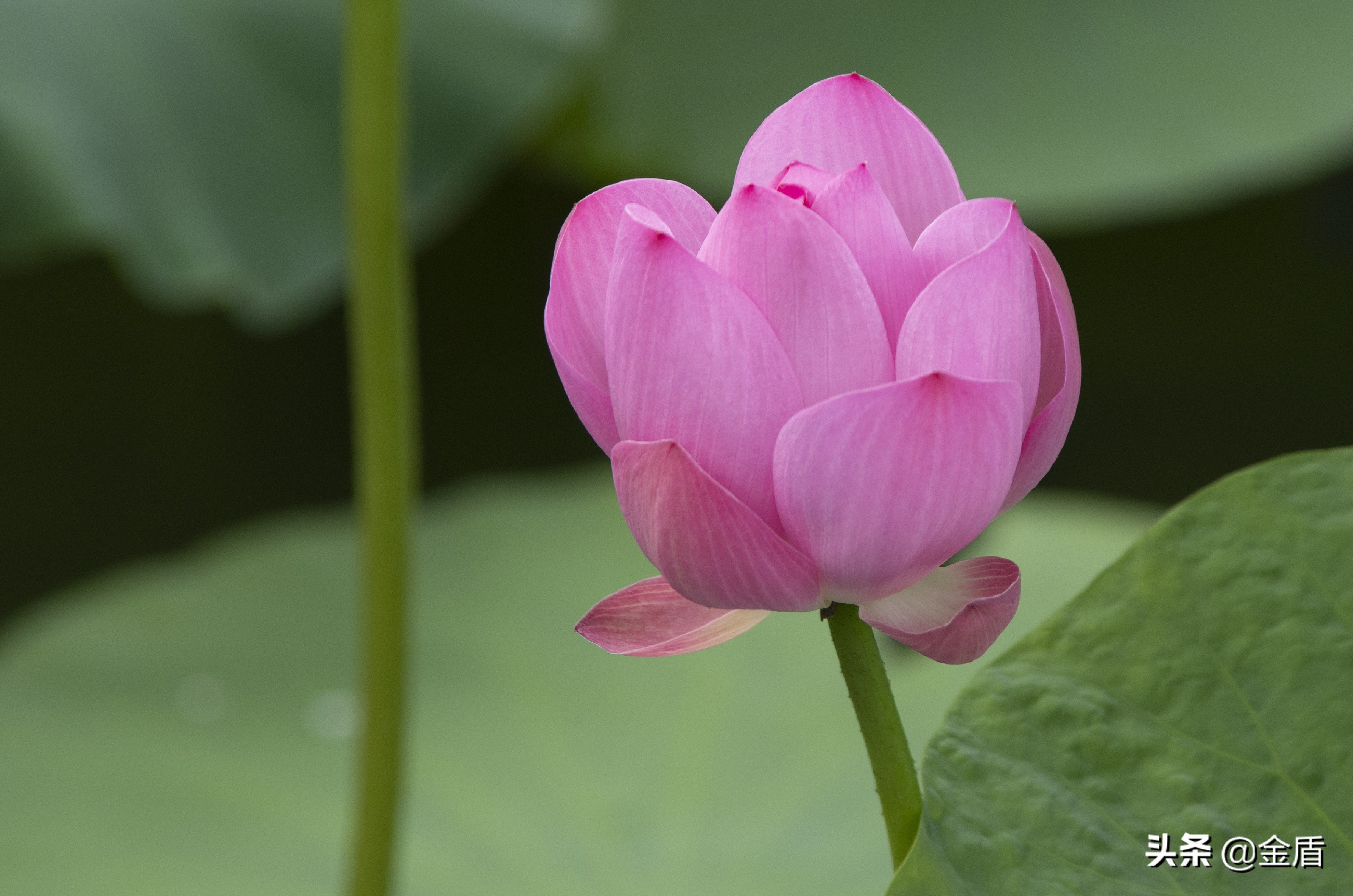 夏日荷花绽放,闻着清香淡雅的花香其乐无穷